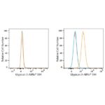 ABflo® 594 Rabbit anti-Human Glypican 3 (GPC3) mAb (A23366)