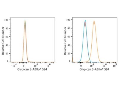 ABflo® 594 Rabbit anti-Human Glypican 3 (GPC3) mAb (A23366)