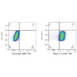 A23366: ABflo® 594 Rabbit anti-Human Glypican 3 (GPC3) mAb
