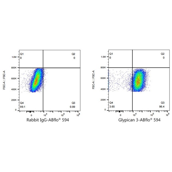 A23366: ABflo® 594 Rabbit anti-Human Glypican 3 (GPC3) mAb