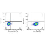 A23367: ABflo® 594 Rabbit anti-Human CR2/CD21 mAb