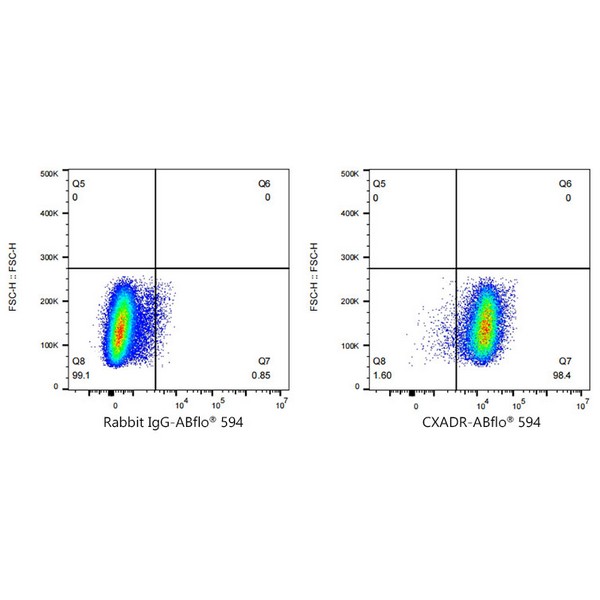 A23368: ABflo® 594 Rabbit anti-Human CAR/CXADR mAb