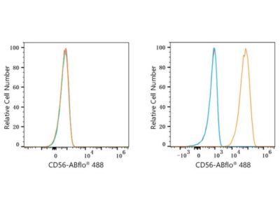 ABflo® 488 Rabbit anti-Mouse CD56/NCAM mAb (A23369)