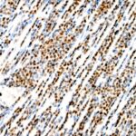 A23414: T-bet/Tbx21 Rabbit mAb