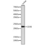 CD3E Rabbit mAb (A23504)