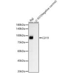 CD19 Rabbit mAb (A23507)