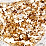 A23684: PMEL Rabbit mAb