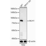 A4858: [KO Validated] MLH1 Rabbit mAb
