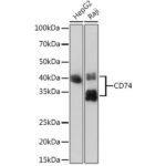 CD74 Rabbit mAb (A9149)