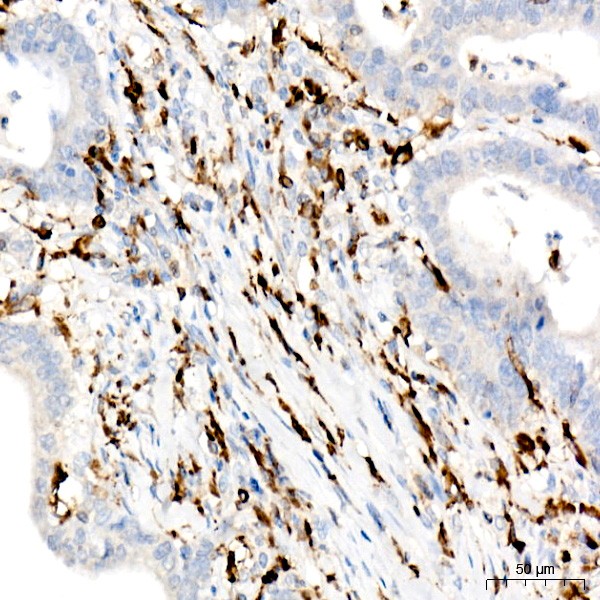 A9149: CD74 Rabbit mAb