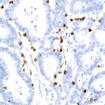 A9560: CD7 Rabbit mAb