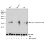 Phospho-Histone H3-S10 Rabbit mAb (AP0002)