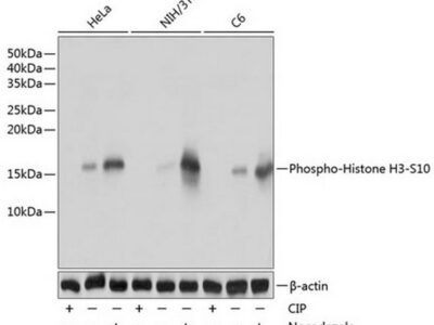 Phospho-Histone H3-S10 Rabbit mAb (AP0002)