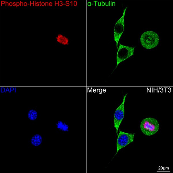 Abclonal Phospho-Histone H3-S10 Rabbit mAb (Catalog Number: AP0002)