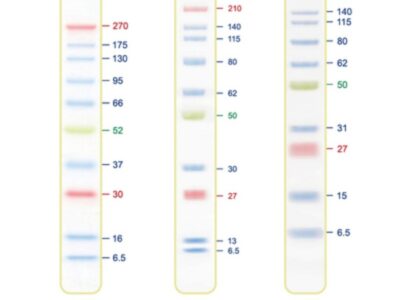 BIO-HELIX Blu10 Plus Prestained Protein Ladder (catalog No. PMB01-0500)