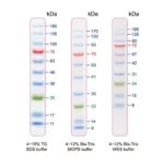 BIO-HELIX Blu10 Prestained Protein Ladder / BlueRAY Prestained Protein Ladder（10 to 180 kDa） (catalog No. PMB10-0500)