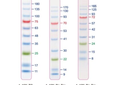 BIO-HELIX Blu10 Prestained Protein Ladder / BlueRAY Prestained Protein Ladder（10 to 180 kDa） (catalog No. PMB10-0500)