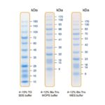 BIO-HELIX Blu11 Prestained Protein Ladder / BlueAQUA Prestained Protein Ladder（10 to 180 kDa） (catalog No. PMB11-0500)