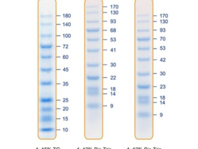 BIO-HELIX Blu11 Prestained Protein Ladder / BlueAQUA Prestained Protein Ladder（10 to 180 kDa） (catalog No. PMB11-0500)
