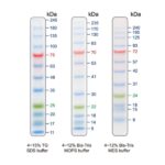 BIO-HELIX Blu12 Prestained Protein Ladder / BLUeye Prestained Protein Ladder（11 to 245 kDa） (catalog No. PMB12-0500)