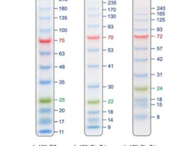 BIO-HELIX Blu12 Prestained Protein Ladder / BLUeye Prestained Protein Ladder（11 to 245 kDa） (catalog No. PMB12-0500)