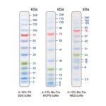 BIO-HELIX Blu13 Prestained Protein Ladder / BLUelf Prestained Protein Ladder（5 to 245 kDa） (catalog No. PMB13-0500)