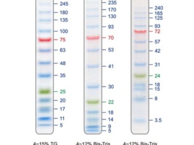 BIO-HELIX Blu13 Prestained Protein Ladder / BLUelf Prestained Protein Ladder（5 to 245 kDa） (catalog No. PMB13-0500)