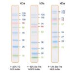 BIO-HELIX IRIS9 Plus Prestained Protein Ladder (catalog No. PMI09-0500)