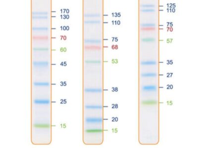 BIO-HELIX IRIS9 Plus Prestained Protein Ladder (catalog No. PMI09-0500)