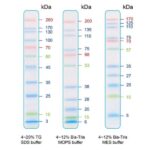 BIO-HELIX IRIS11 Prestained Protein Ladder (catalog No. PMI11-0500)