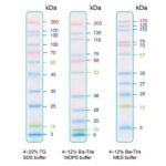 BIO-HELIX IRIS11 Prestained Protein Ladder (catalog No. PMI11-0500)