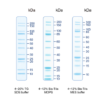 BIO-HELIX UNveil Unstained Protein Ladder（10 to 200 kDa） (catalog No. PMU12-0500)