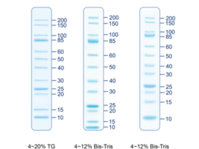 BIO-HELIX UNveil Unstained Protein Ladder（10 to 200 kDa） (catalog No. PMU12-0500)