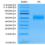 Human 2B4/CD244/SLAMF4 Protein (2B4-HM101)