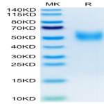 Biotinylated Human 2B4/CD244/SLAMF4 Protein (2B4-HM401B)