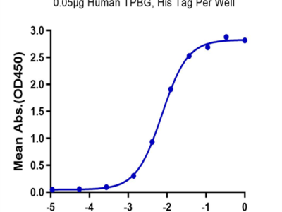 Human TPBG/5T4 Protein (5T4-HM401)