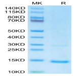 Monkeypox virus A29 Protein (A29-VE129)