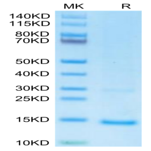 Monkeypox virus A29 Protein (A29-VE129)
