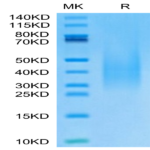 Monkeypox virus A30 Protein (A30-VM130)