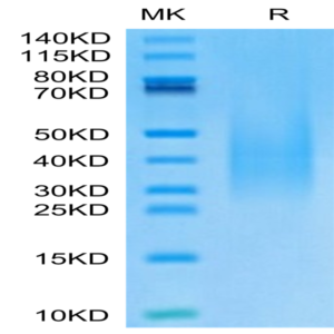 Monkeypox virus A30 Protein (A30-VM130)