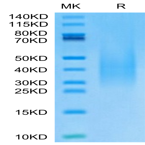 Monkeypox virus A30 Protein (A30-VM130)