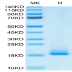 Monkeypox virus A35R Protein (A35-VM10R)