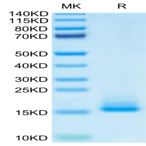 Monkeypox virus A35R Protein (A35-VM10R)