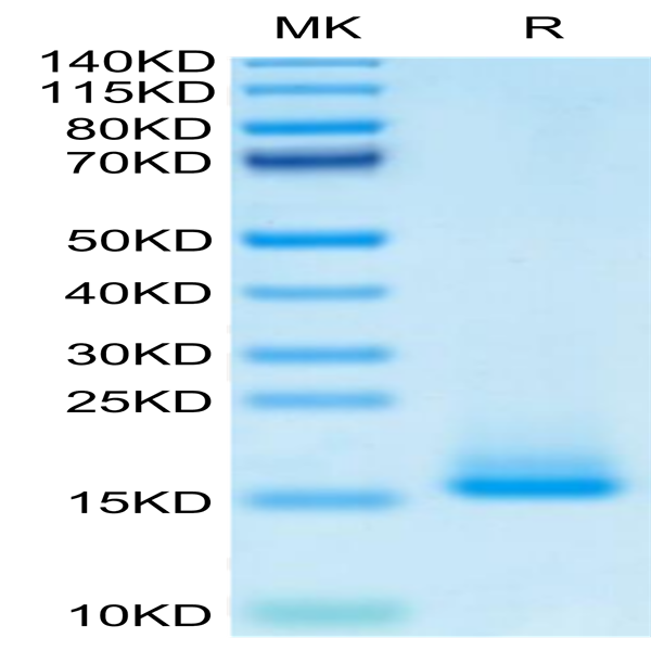 Monkeypox virus A35R Protein (A35-VM10R)