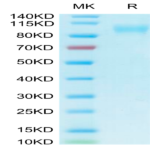 Biotinylated Human ACE2/ACEH Protein (ACE-HM401B)