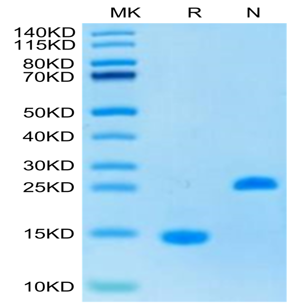 Human Activin A Protein (ACV-HM001)