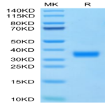 Cynomolgus Adiponectin/Acrp30 Protein (ADI-CM101)