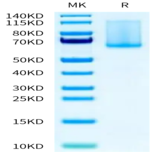 Cynomolgus ADAM9 Protein (ADM-CM109)