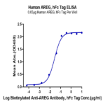 Human AREG Protein (AEG-HM201)