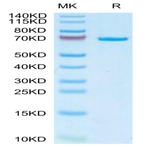 Canine AFP Protein (AFP-DM101)